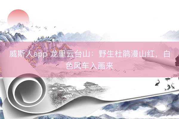 威斯人app 龙里云台山：野生杜鹃漫山红，白色风车入画来
