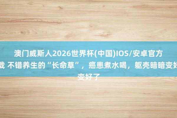 澳门威斯人2026世界杯(中国)IOS/安卓官方下载 不错养生的“长命草”,癌患煮水喝,躯壳暗暗变好了