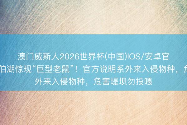 澳门威斯人2026世界杯(中国)IOS/安卓官方下载 扬州邵伯湖惊现“巨型老鼠”！官方说明系外来入侵物种，危害堤坝勿投喂